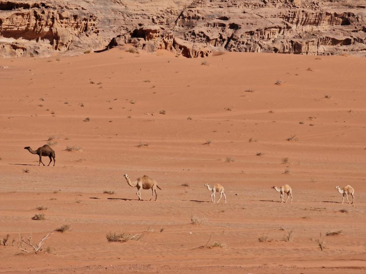 Wadi Rum Story Exterior foto